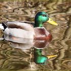 Stockente im Waldteich