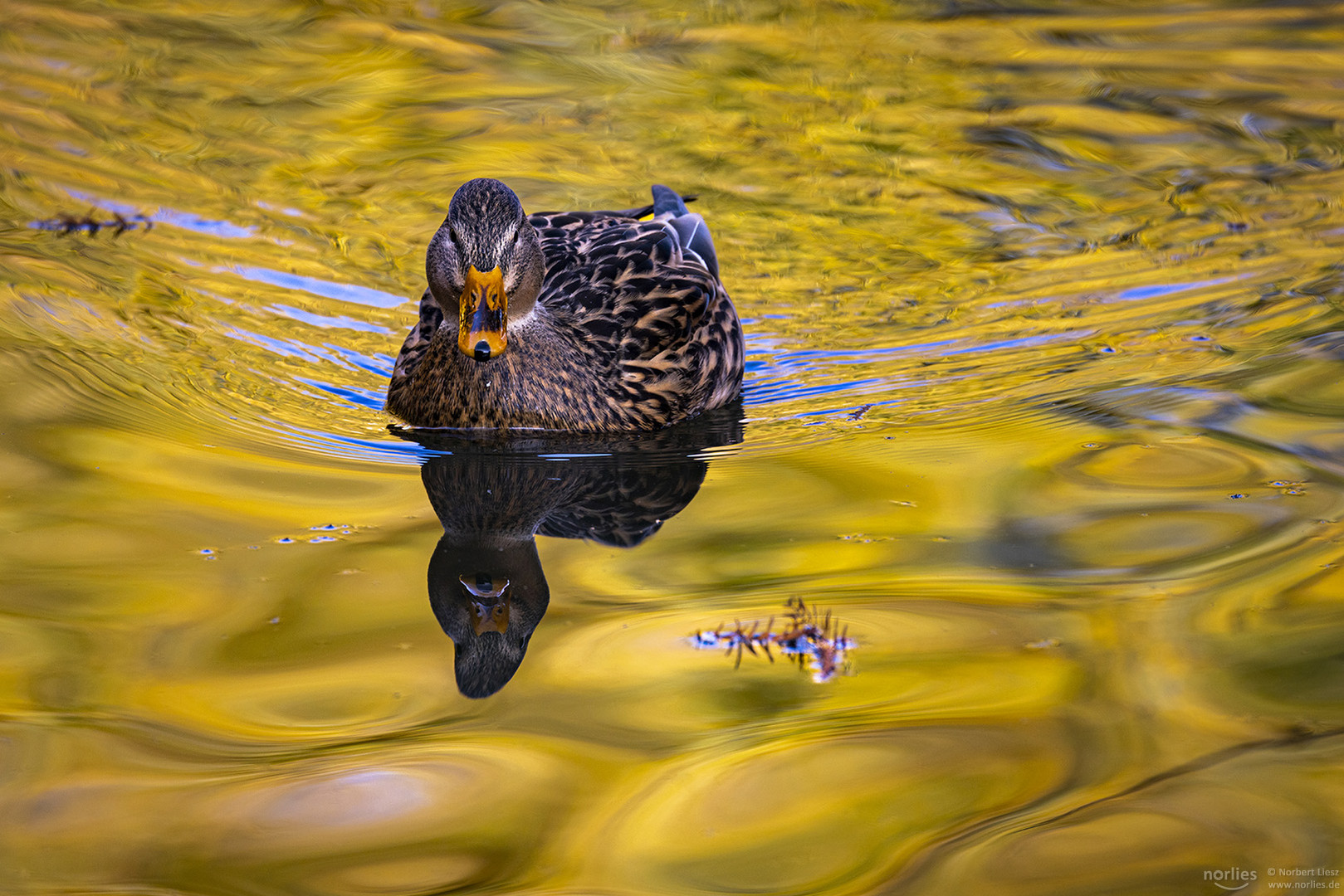 Stockente im Wasser