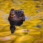 Stockente im Wasser