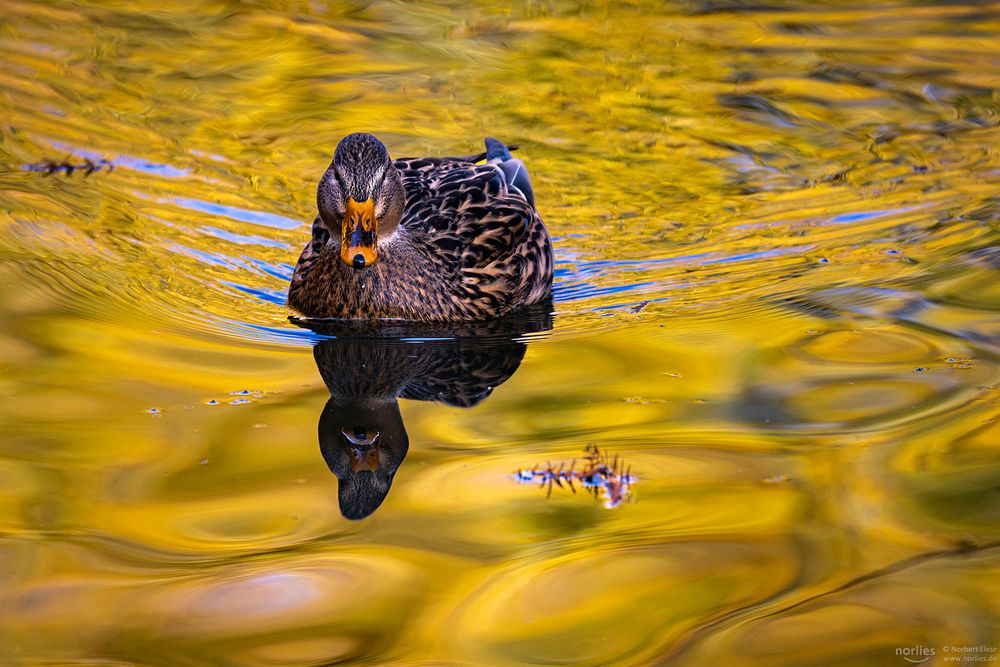 Stockente im Wasser