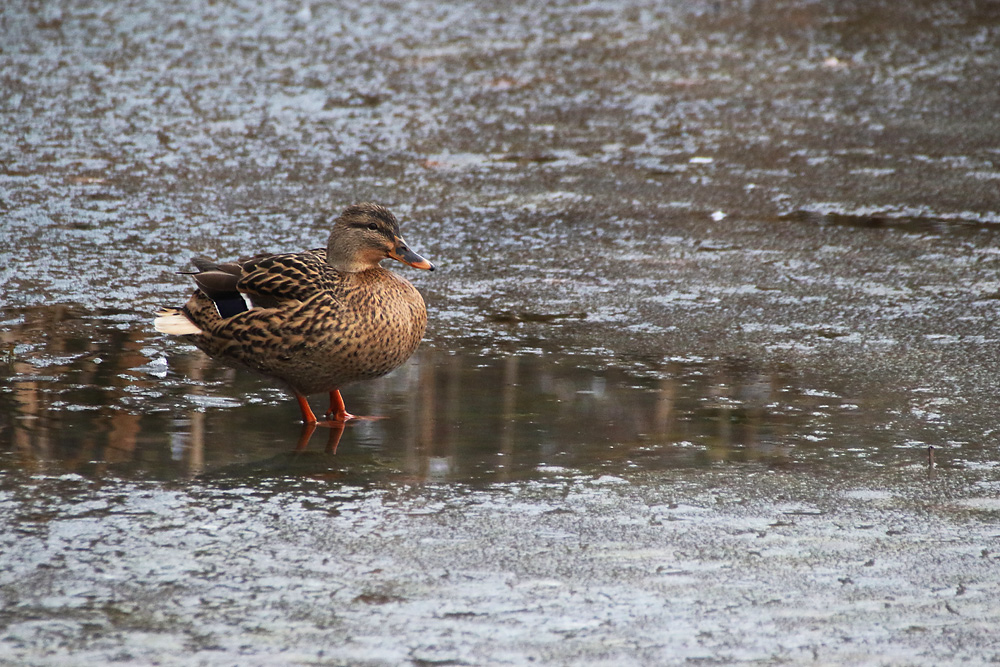 Stockente im "Wasser-Loch"