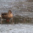 Stockente im "Wasser-Loch"