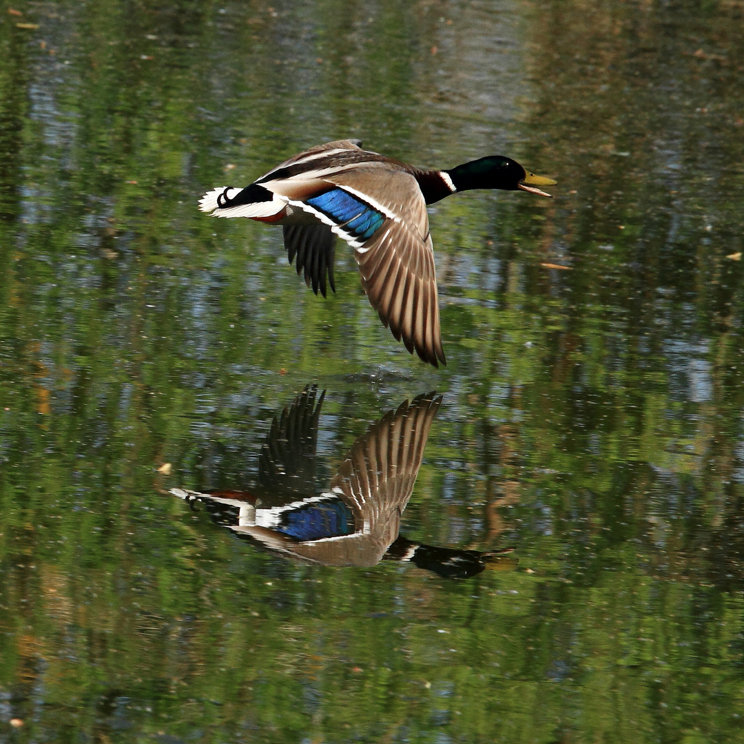 Stockente im Wasserspiegel