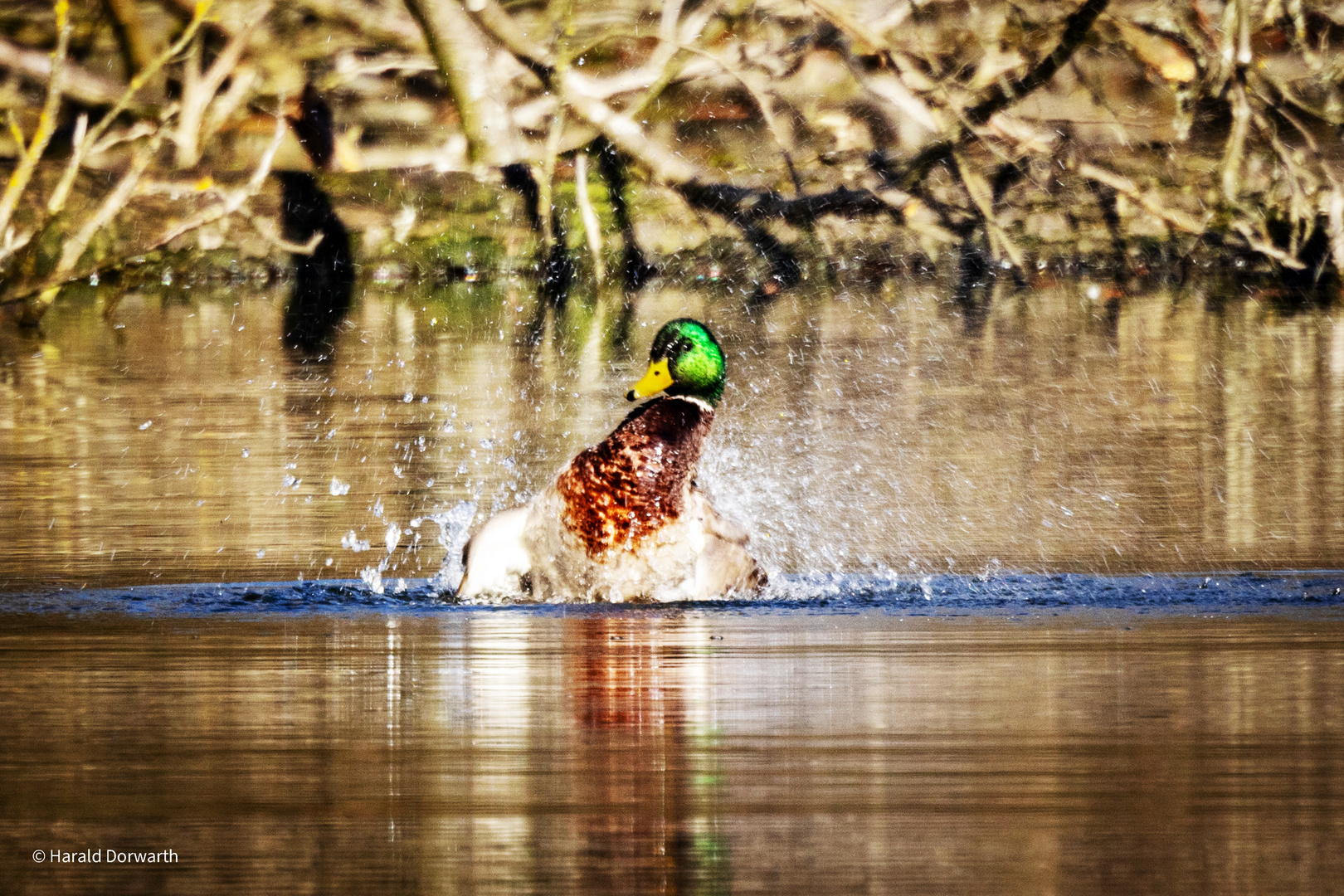 Stockente im Zeuterner See