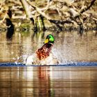 Stockente im Zeuterner See