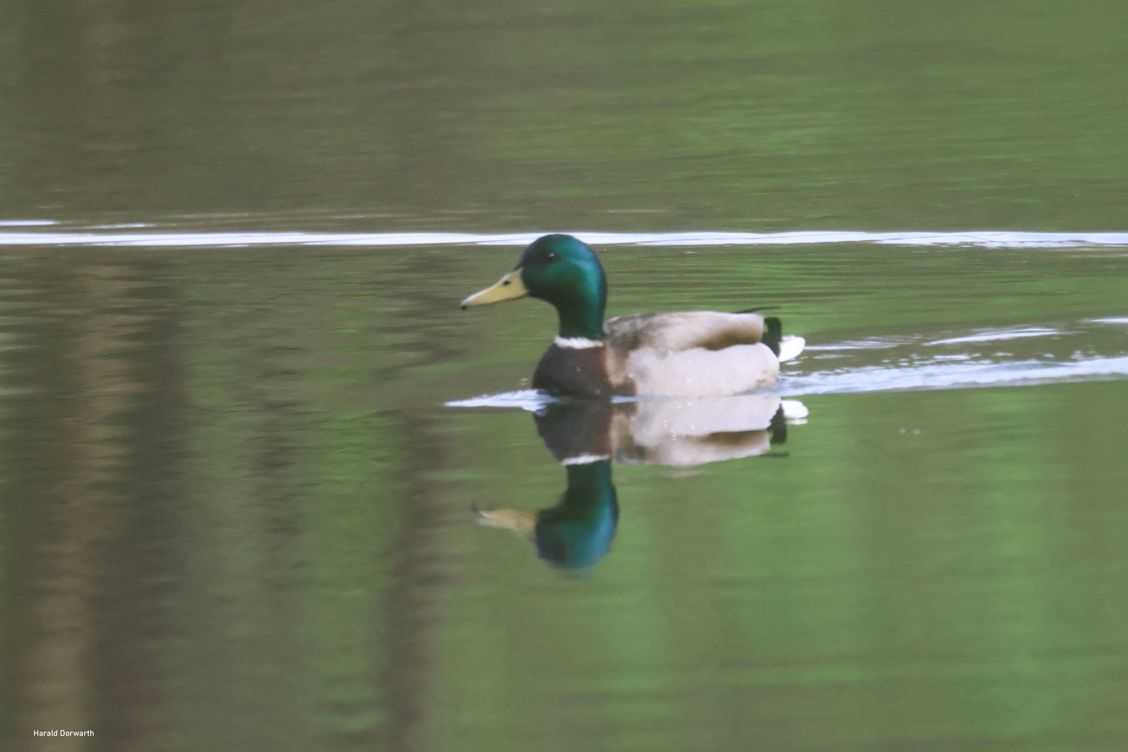 Stockente im Zeuterner See