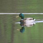 Stockente im Zeuterner See