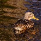 Stockente - IMG_9334