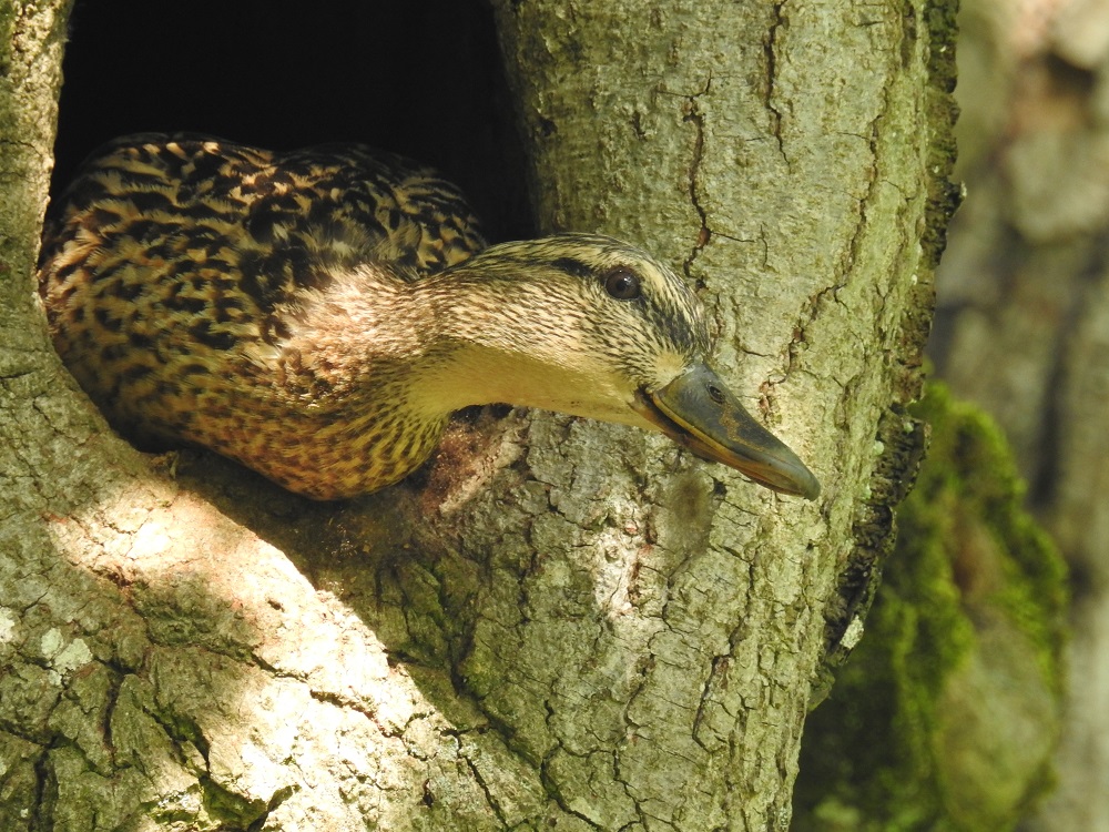 Stockente in Baumhöhle