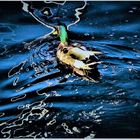 Stockente in blauem Wasser