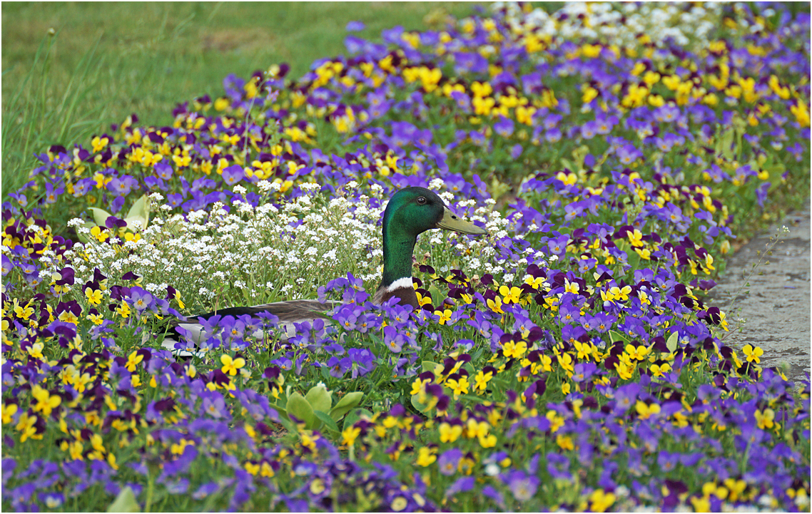 Stockente in Blumenbeet