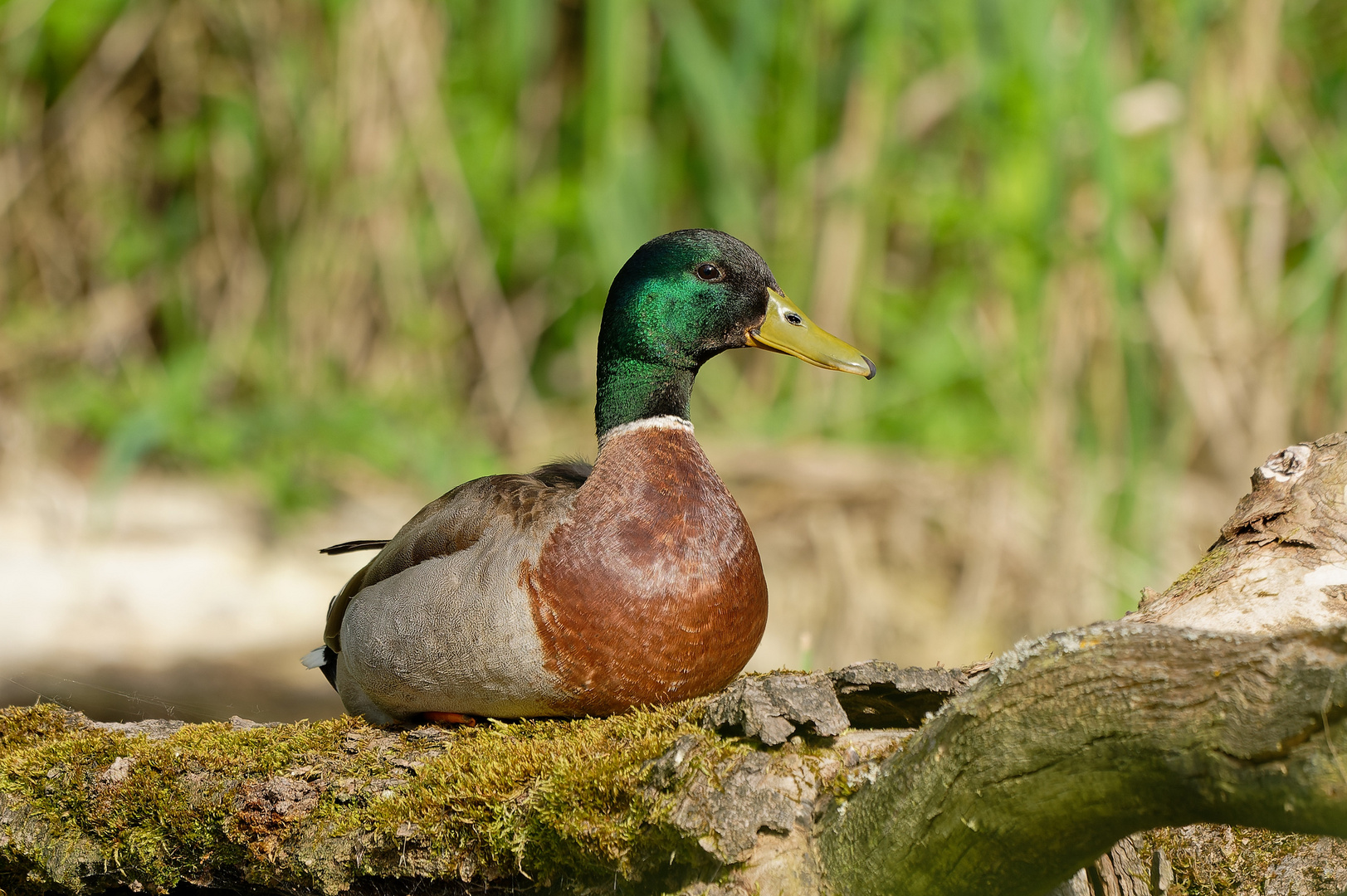 Stockente in den Lechauen