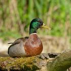 Stockente in den Lechauen