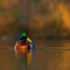 Stockente in der Abendsonne