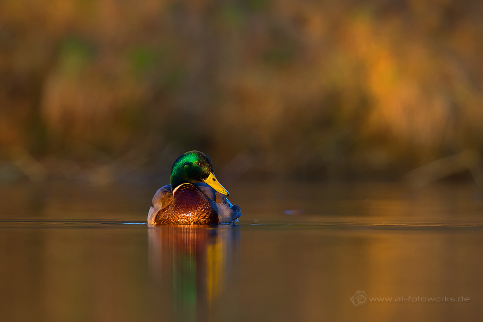 Stockente in der Abendsonne