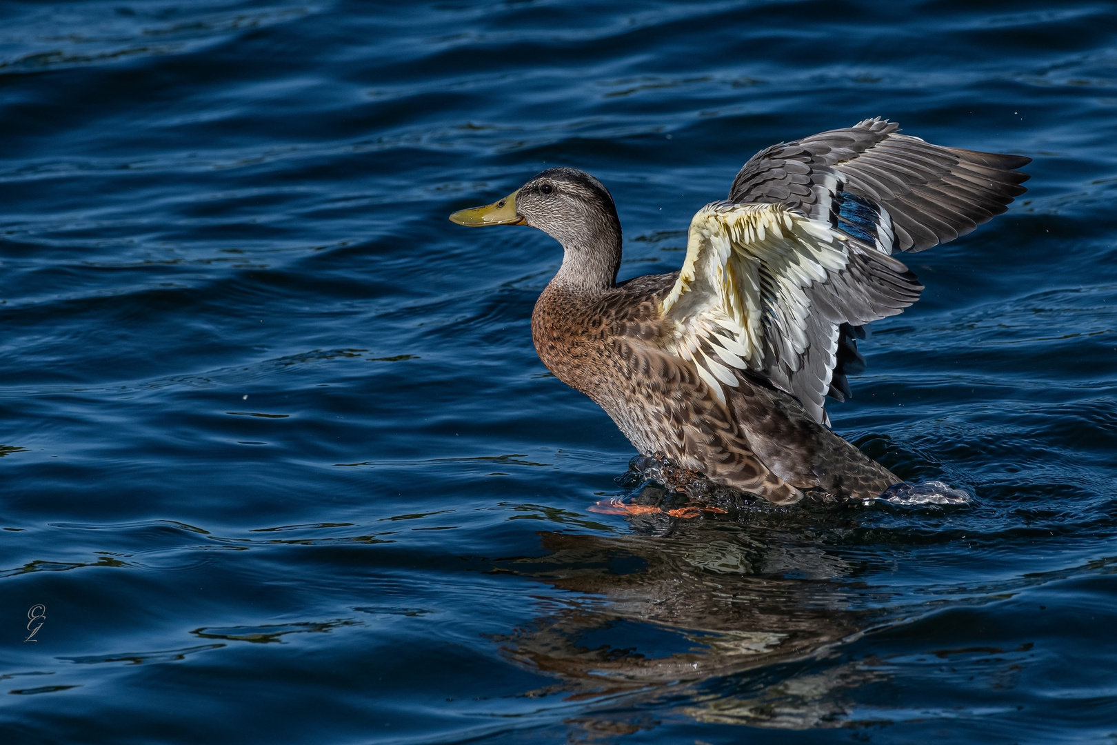 Stockente in der Abendsonne