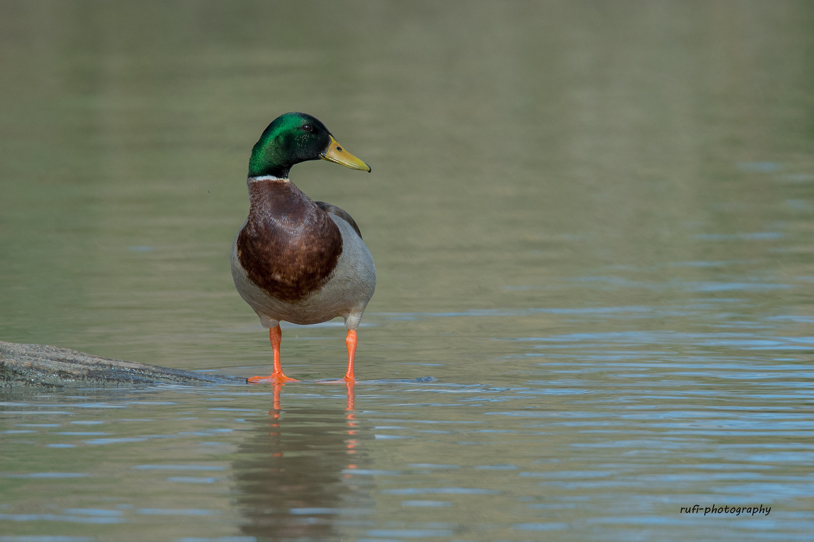 Stockente in der Camargue