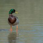 Stockente in der Camargue