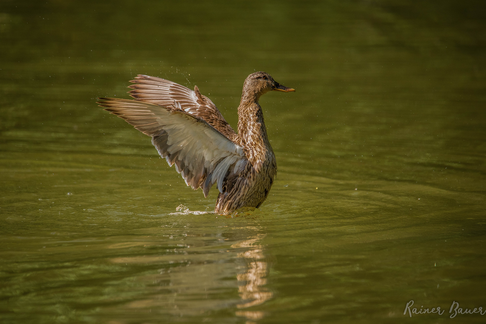 Stockente  in der Dämmerung 