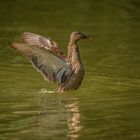 Stockente  in der Dämmerung 