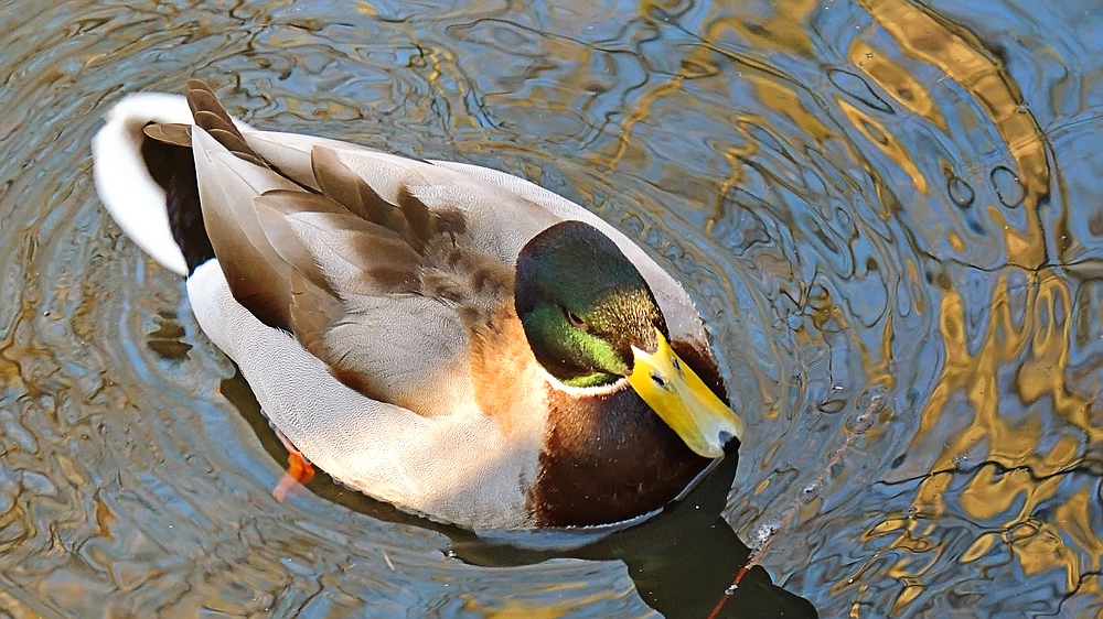 Stockente in der Saarner-Ruhraue