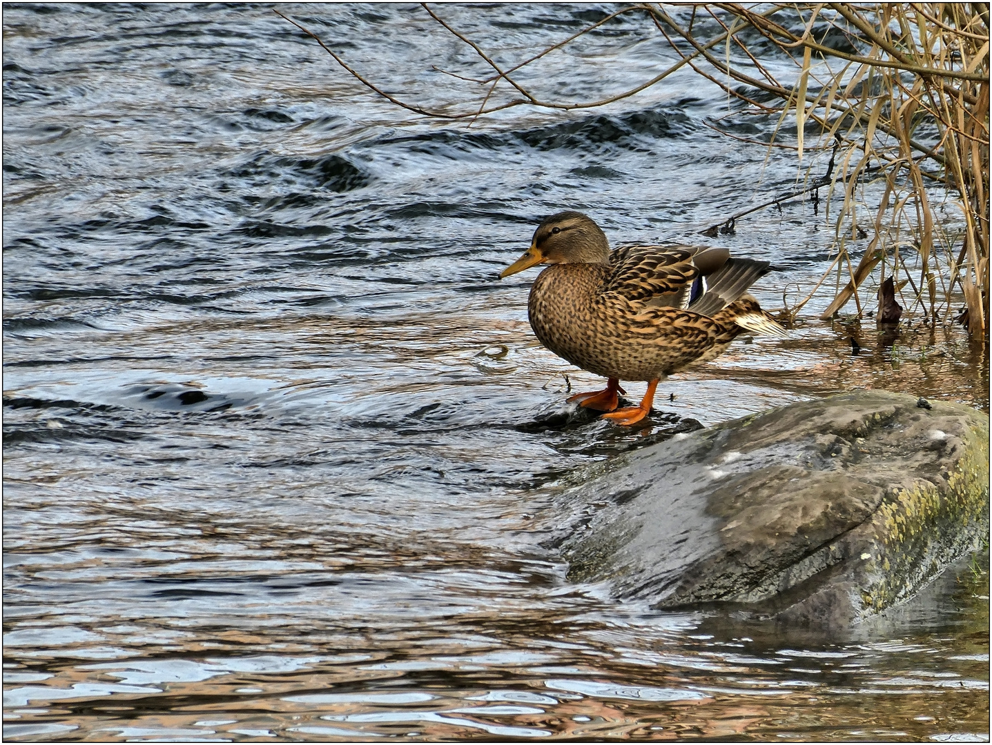 Stockente in der Wupper