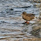 Stockente in der Wupper