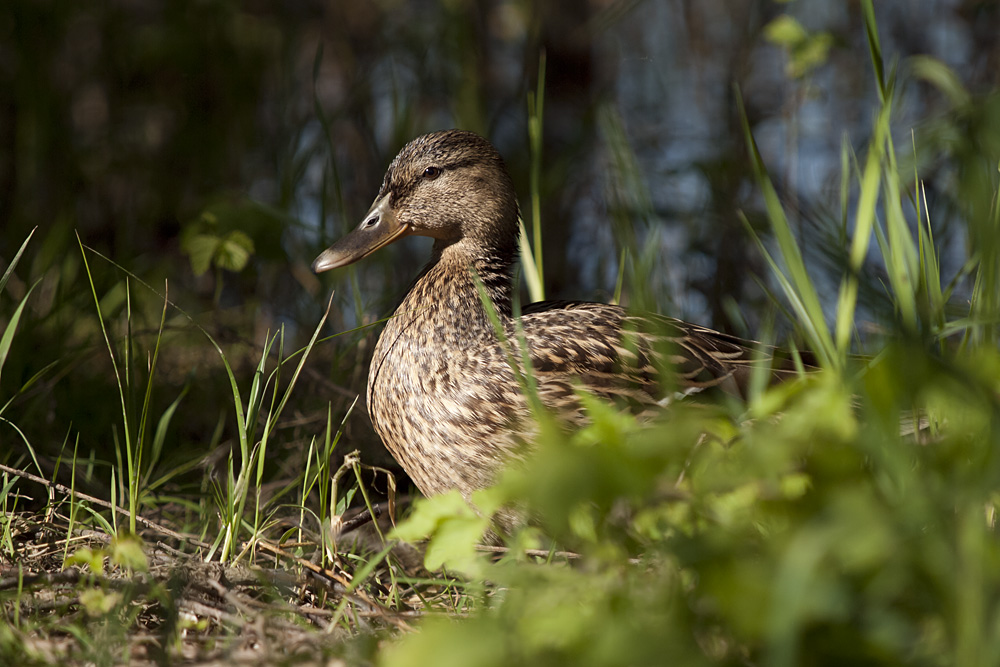 Stockente in Halle am Kanal