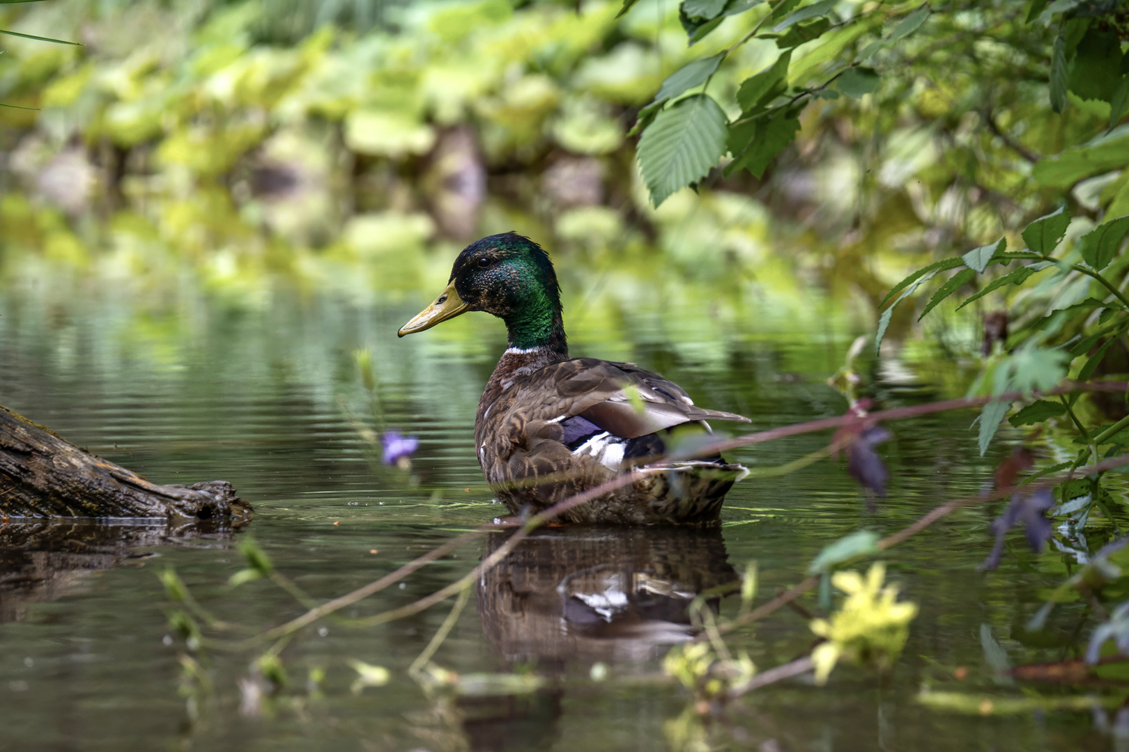 Stockente in ihrem farbenfrohen Zuhause