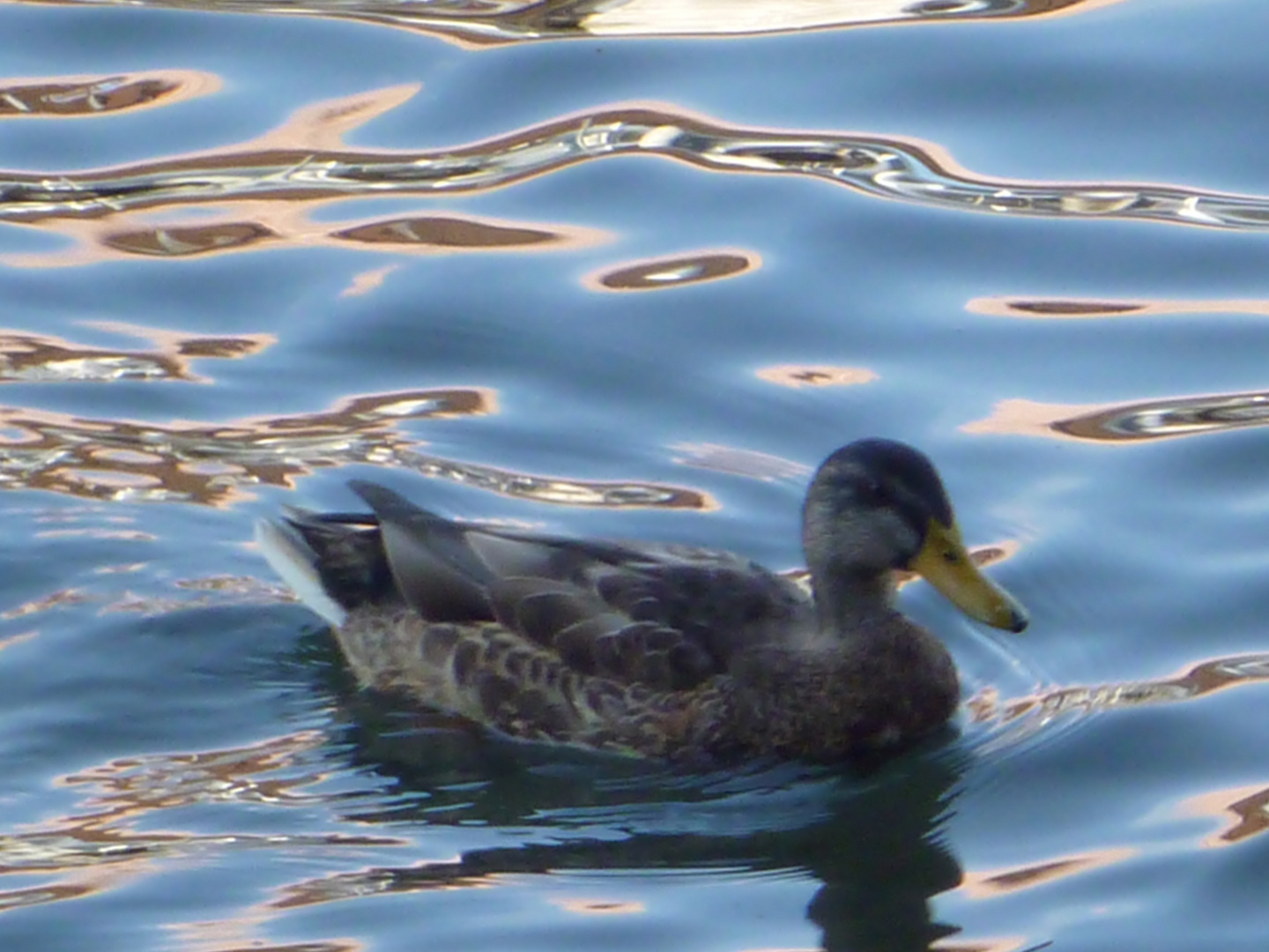 Stockente in Luzern