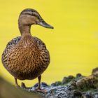 Stockente in Position