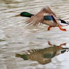 Stockente kurz nach dem Wasserstart