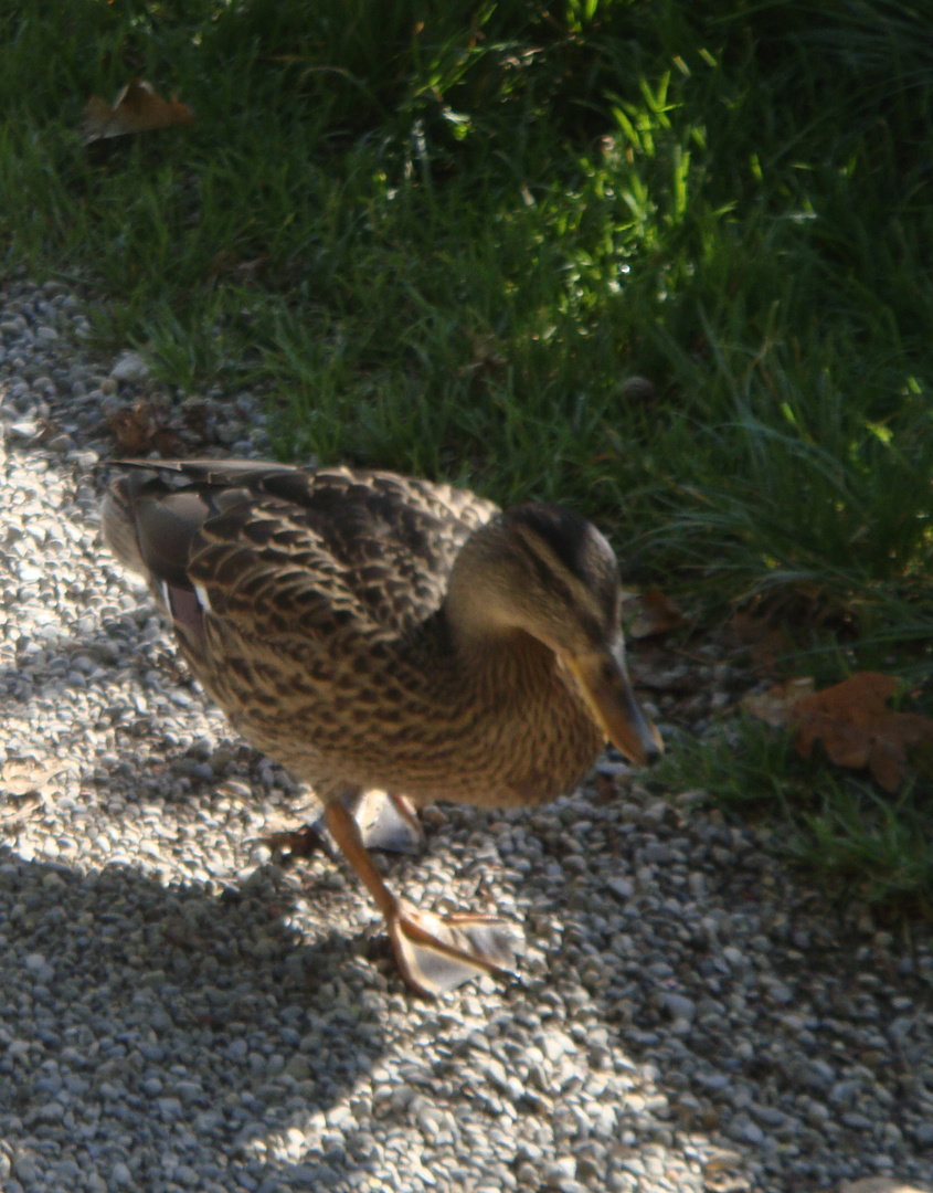 Stockente ladylike