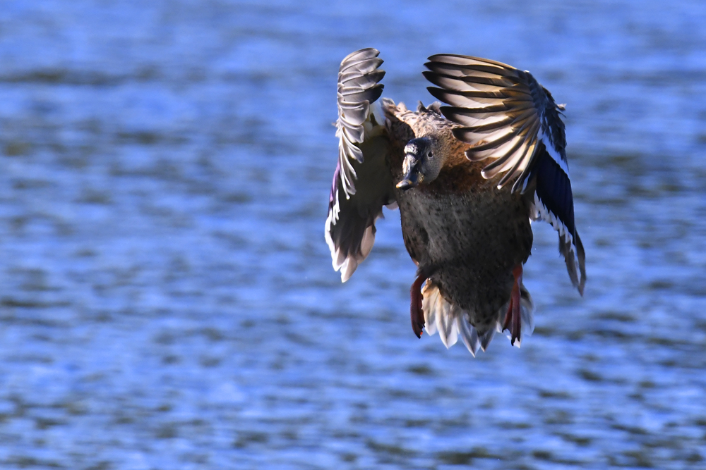 Stockente Landeanflug