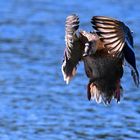 Stockente Landeanflug