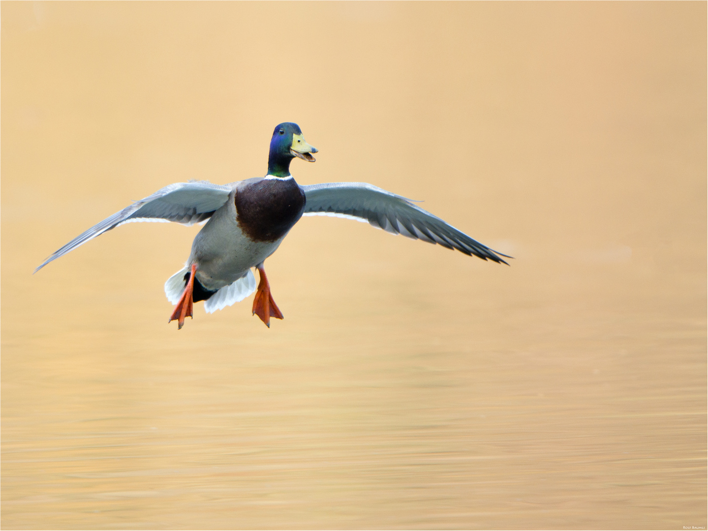 Stockente - Landeanflug