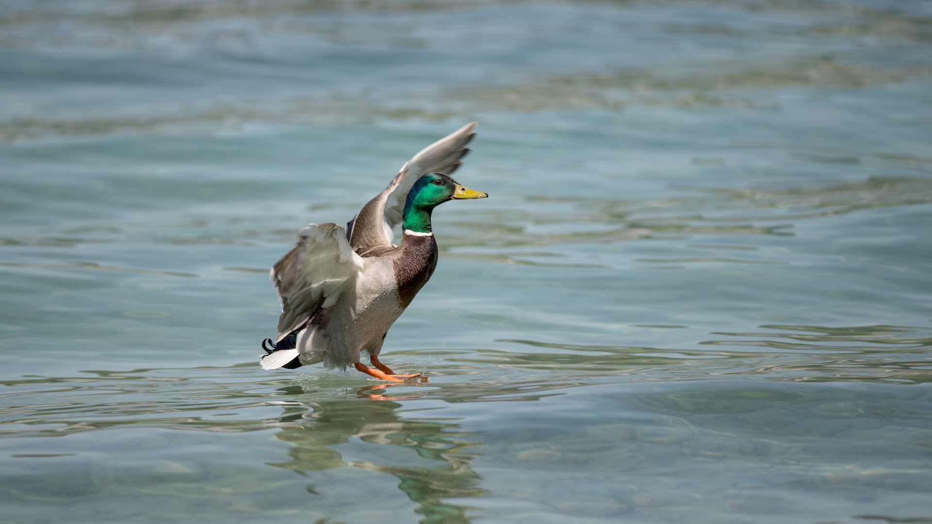 Stockente Landung