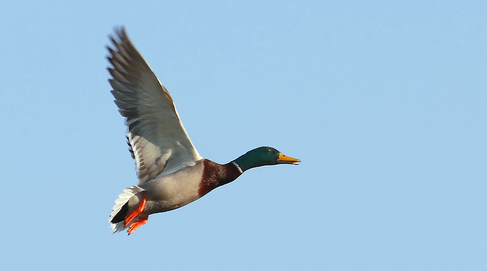 Stockente, männlich