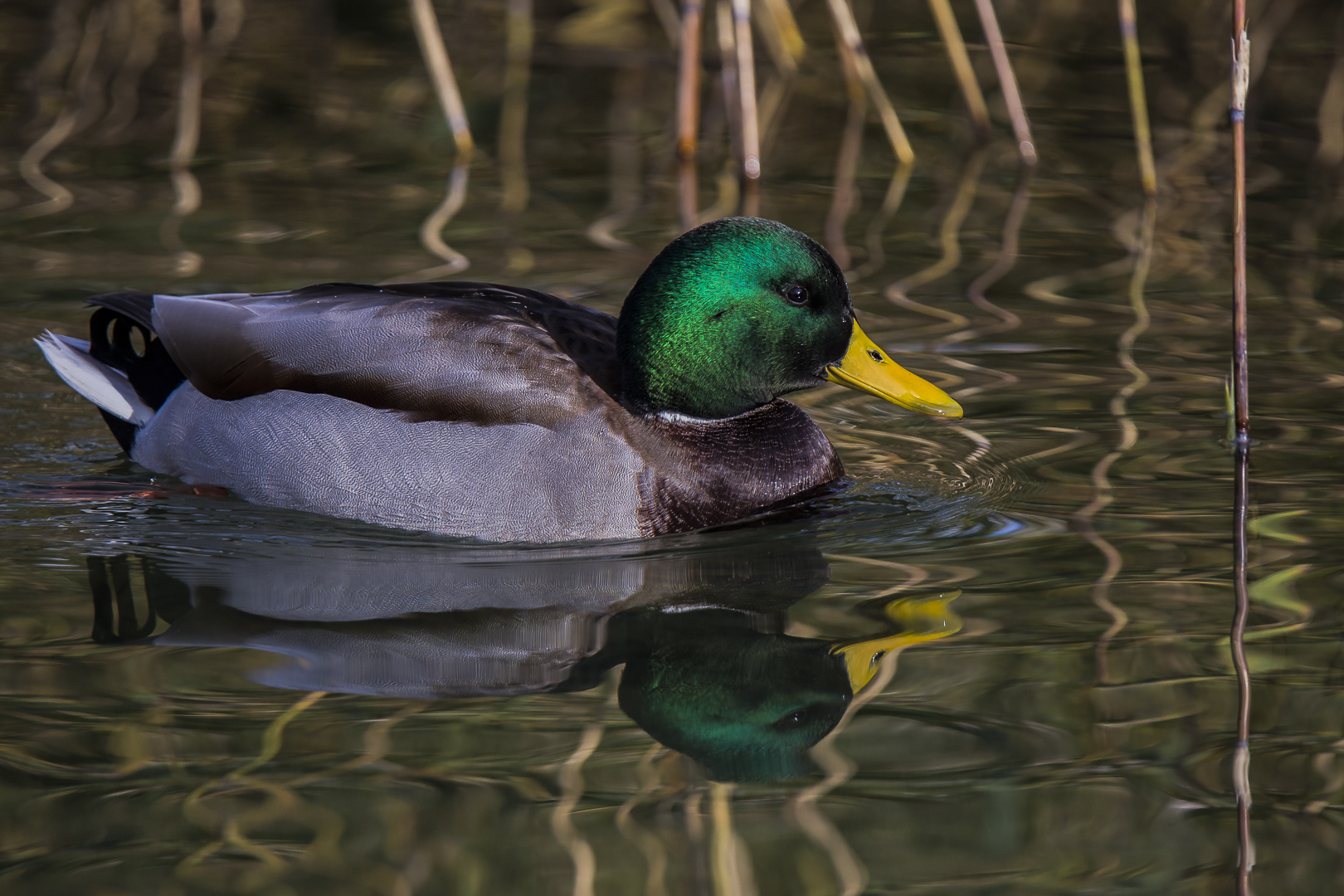 Stockente, männlich