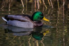 Stockente, männlich