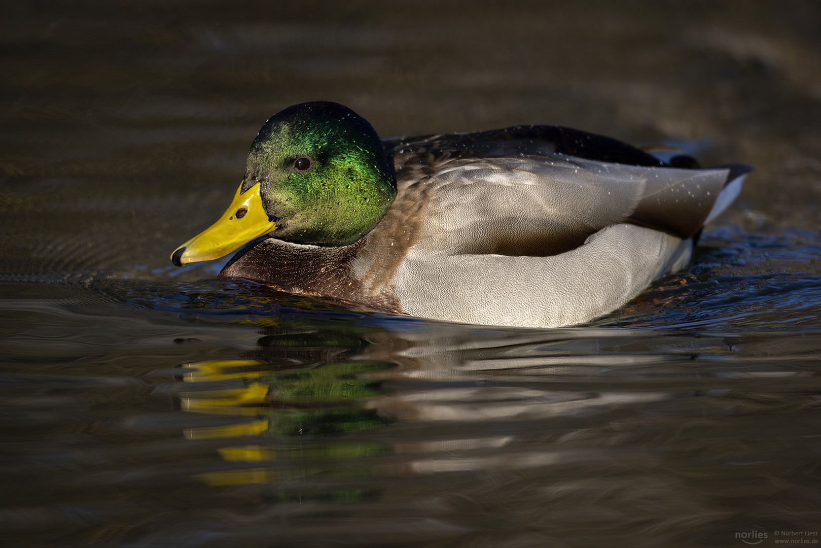 Stockente männlich