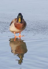 Stockente, männlich