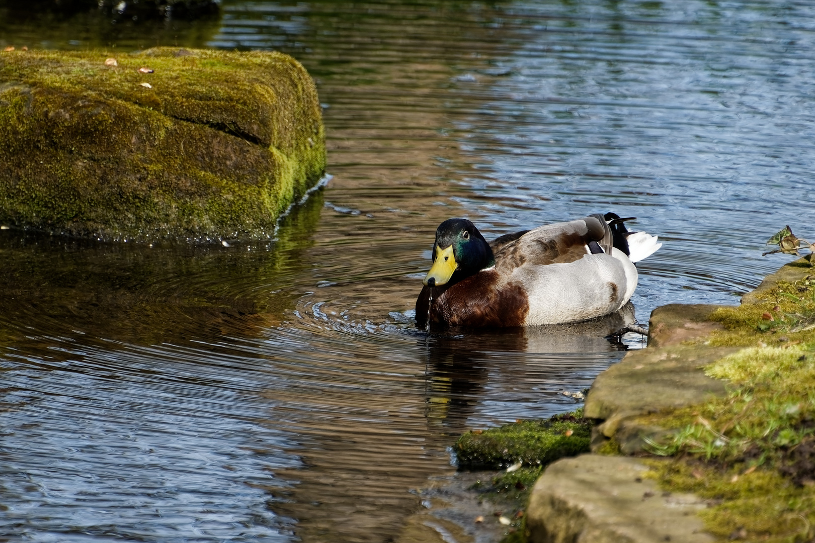 Stockente männlich ( Wildente ) 