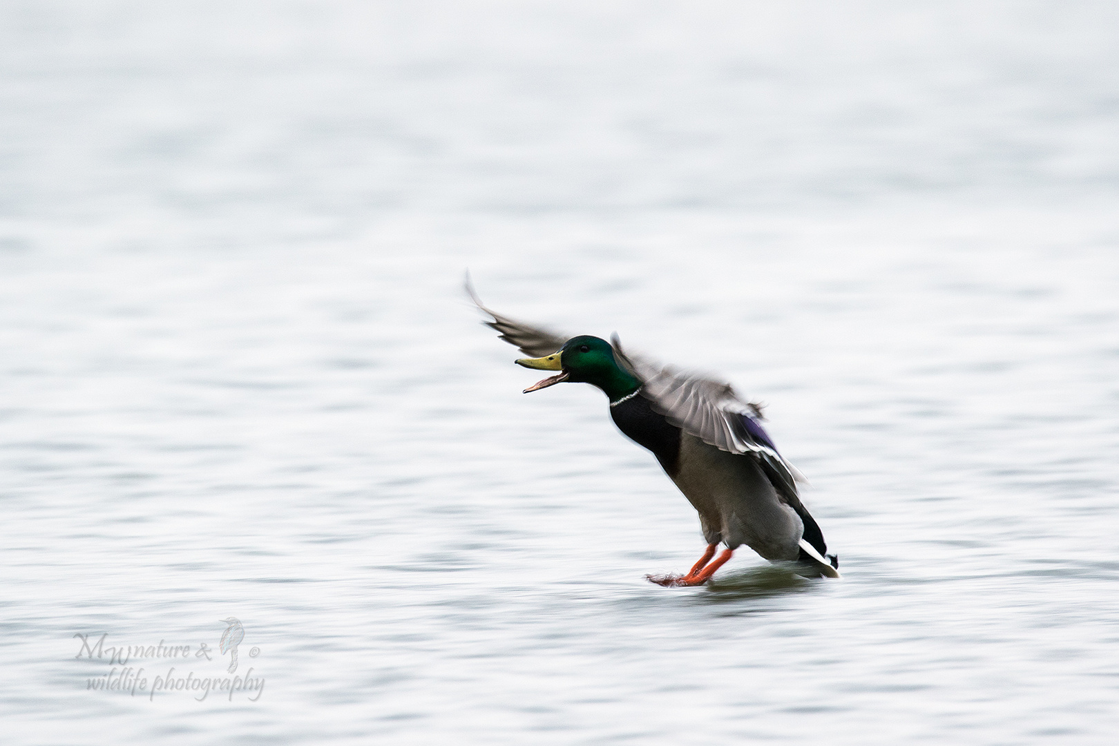 Stockente / mallard (Anas platyrhynchos)