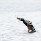 Stockente / mallard (Anas platyrhynchos)