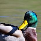 Stockente masc., (Anas platyrhynchos), Mallard, Ánade real