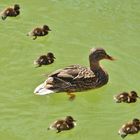 Stockente mit 1 Tage alten Jungen