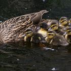 Stockente mit 10 Kücken!