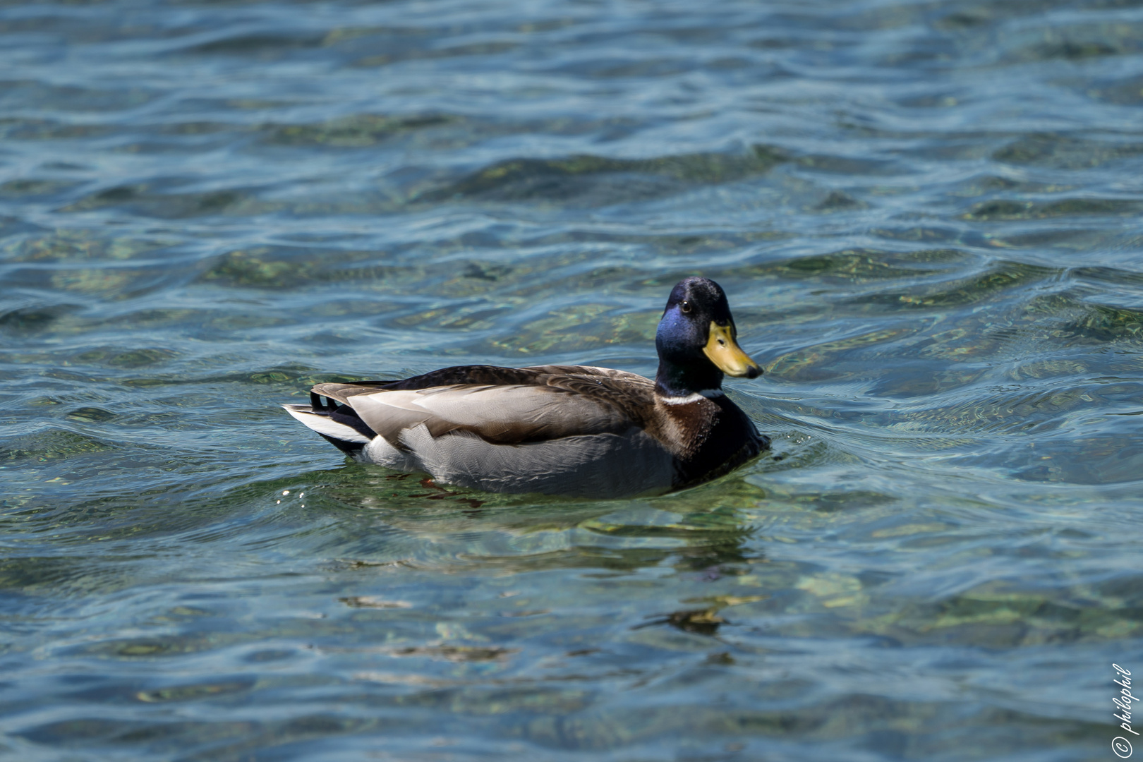 Stockente mit blauem Kopf