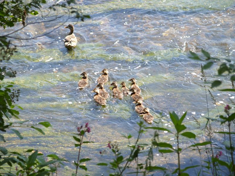 Stockente mit Familie